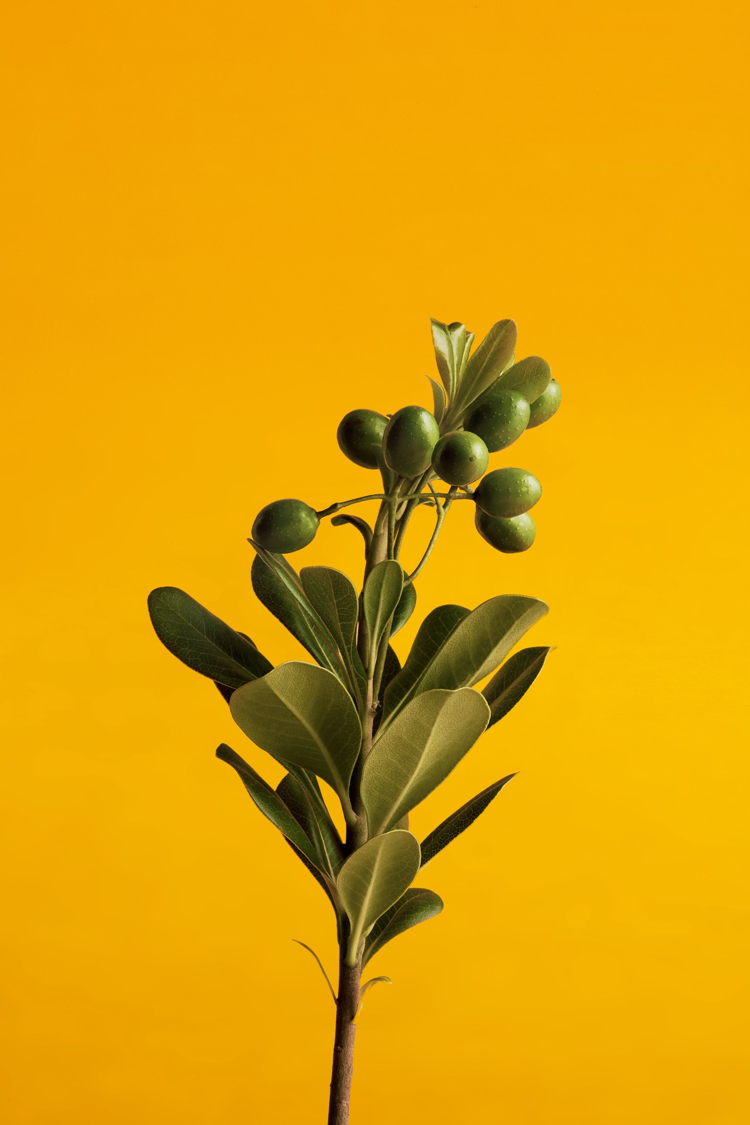 Eume ingredient photography against a yellow background