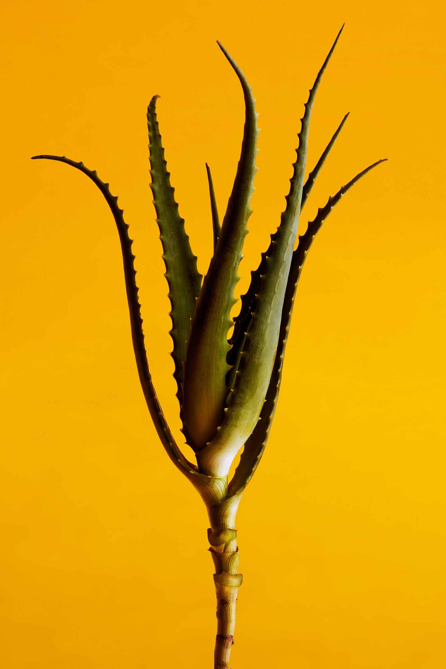 Eume ingredient photography against a yellow background
