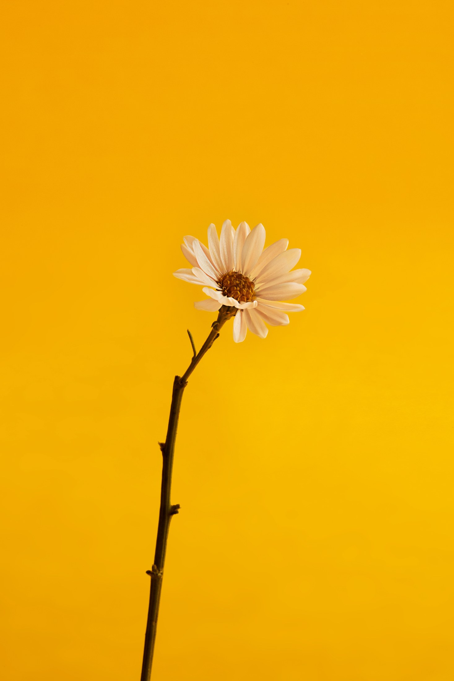 Eume ingredient photography against a yellow background