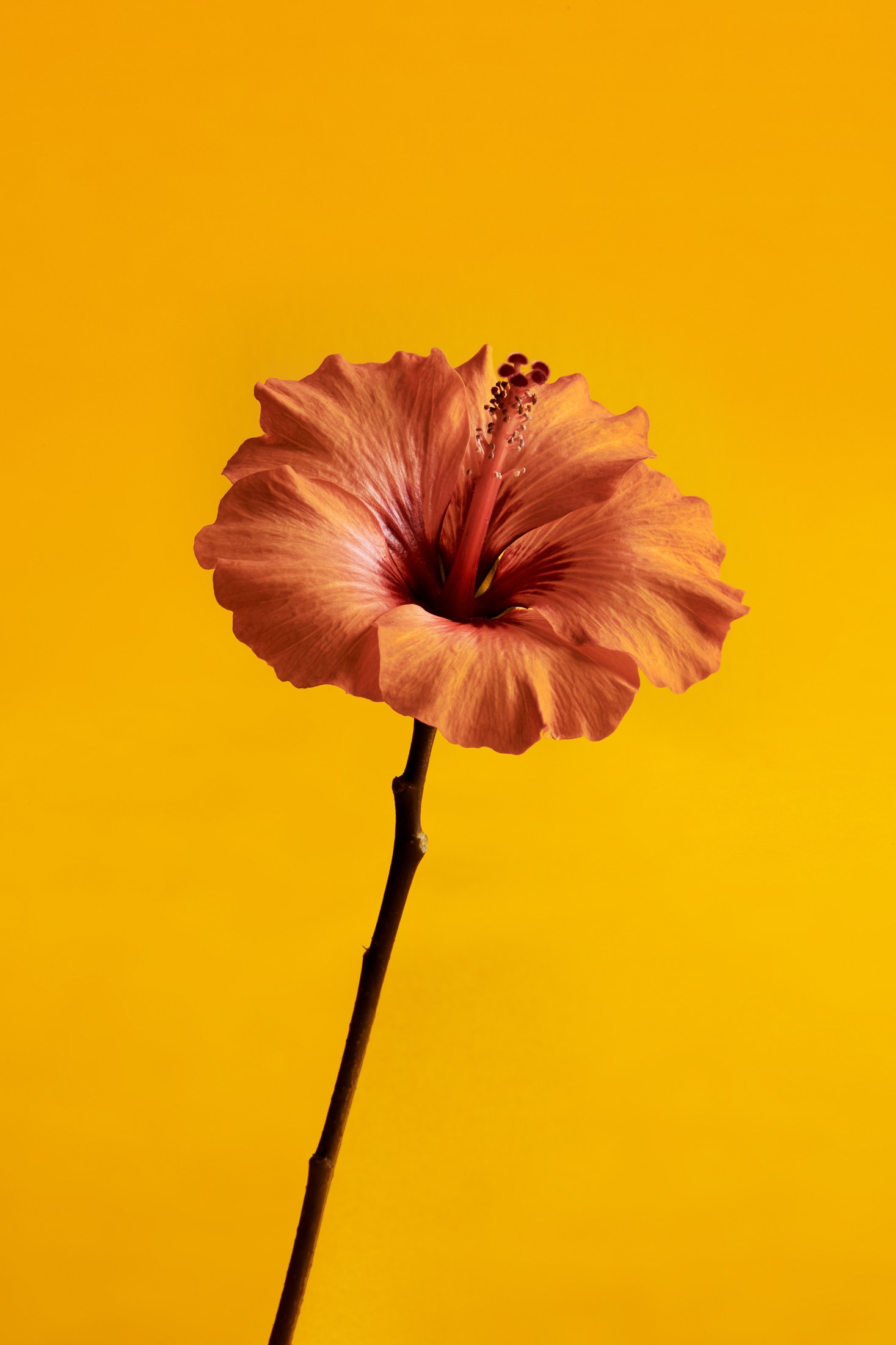 Eume ingredient photography against a yellow background
