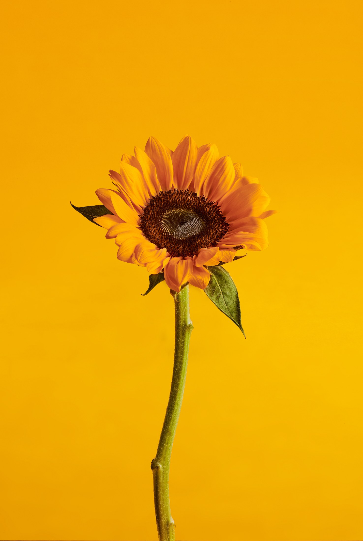 Eume ingredient photography against a yellow background