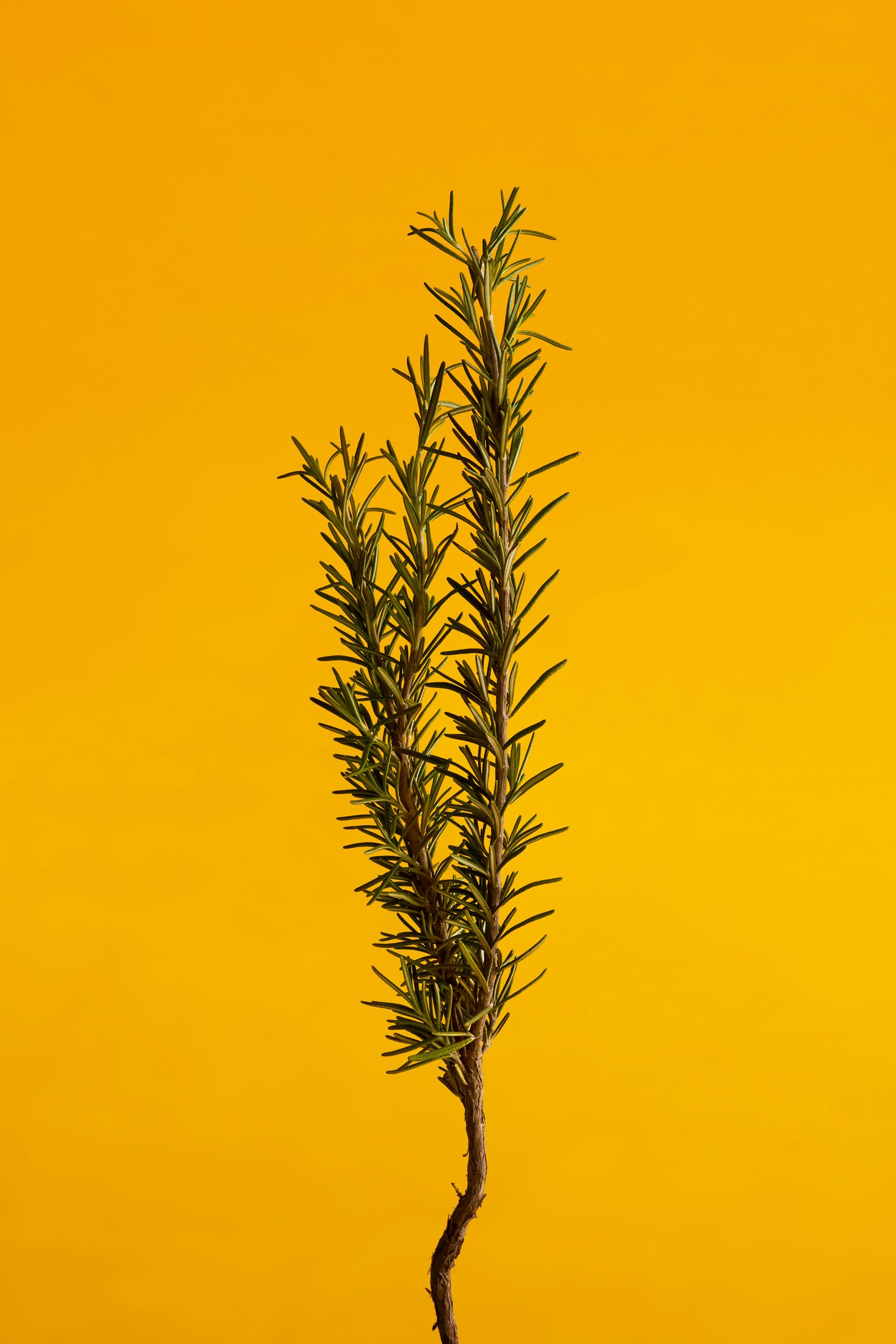 Eume ingredient photography against a yellow background
